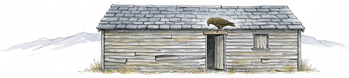 A low wooden hut with a slab roof in the tussock; Kea perches on the beam over the door, reading.